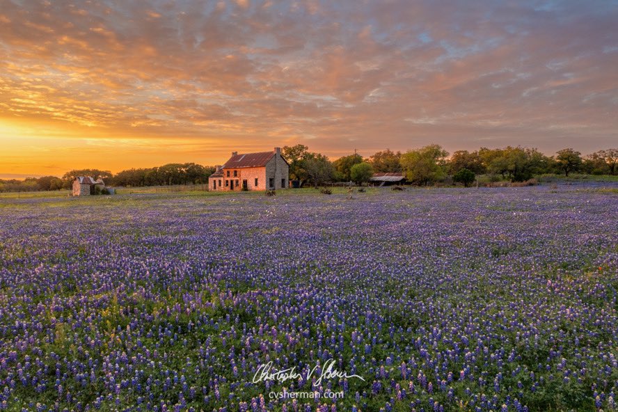 texas hill country bluebonnets in dripping springs near austin
destination wedding in austin