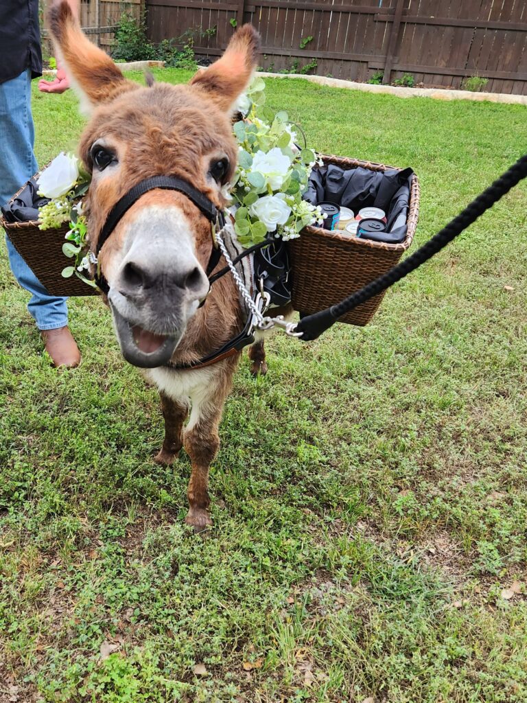 beer burro, ears with beers, canyonwood minis, churro burro, donkeys, miniature donkeys, beer donkeys, engagement party in austin, engagement party texas hill country, engagement party dripping springs, georgetown, round rock, kyle, new braunfels, san antonio, planning an engagement party in austin