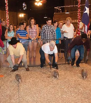 armadillo races, armadillo racing, austin wedding vendor, local event vendor, best austin wedding vendors, austin wedding venue, dripping springs wedding venue, san antonio wedding venue, austin bride, cheap rehearsal dinner venue